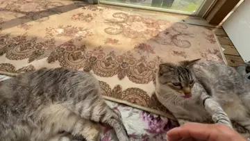 昼大仏猫