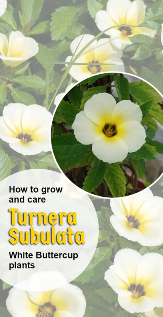 Turnera Subulata (White Buttercup) plants | Turnera ulmifoli