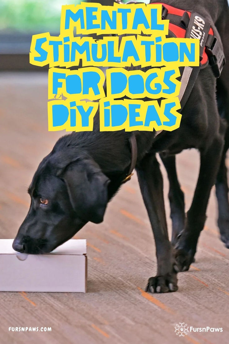 Looking for fun things for dogs that keep them happy and eng