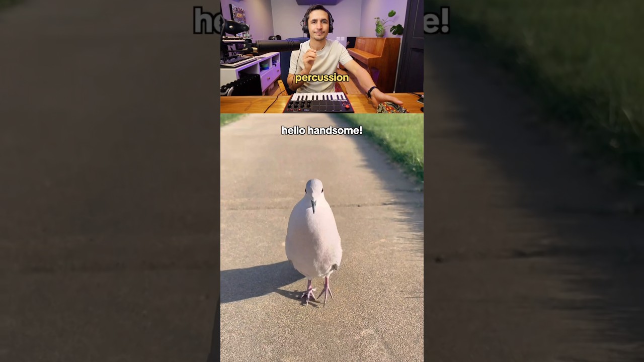 Dove made a hit song? 🕊️