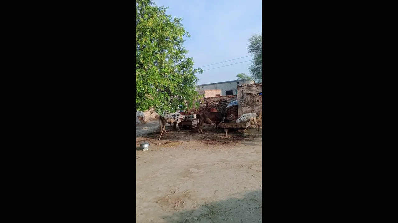 Qurban Ali145