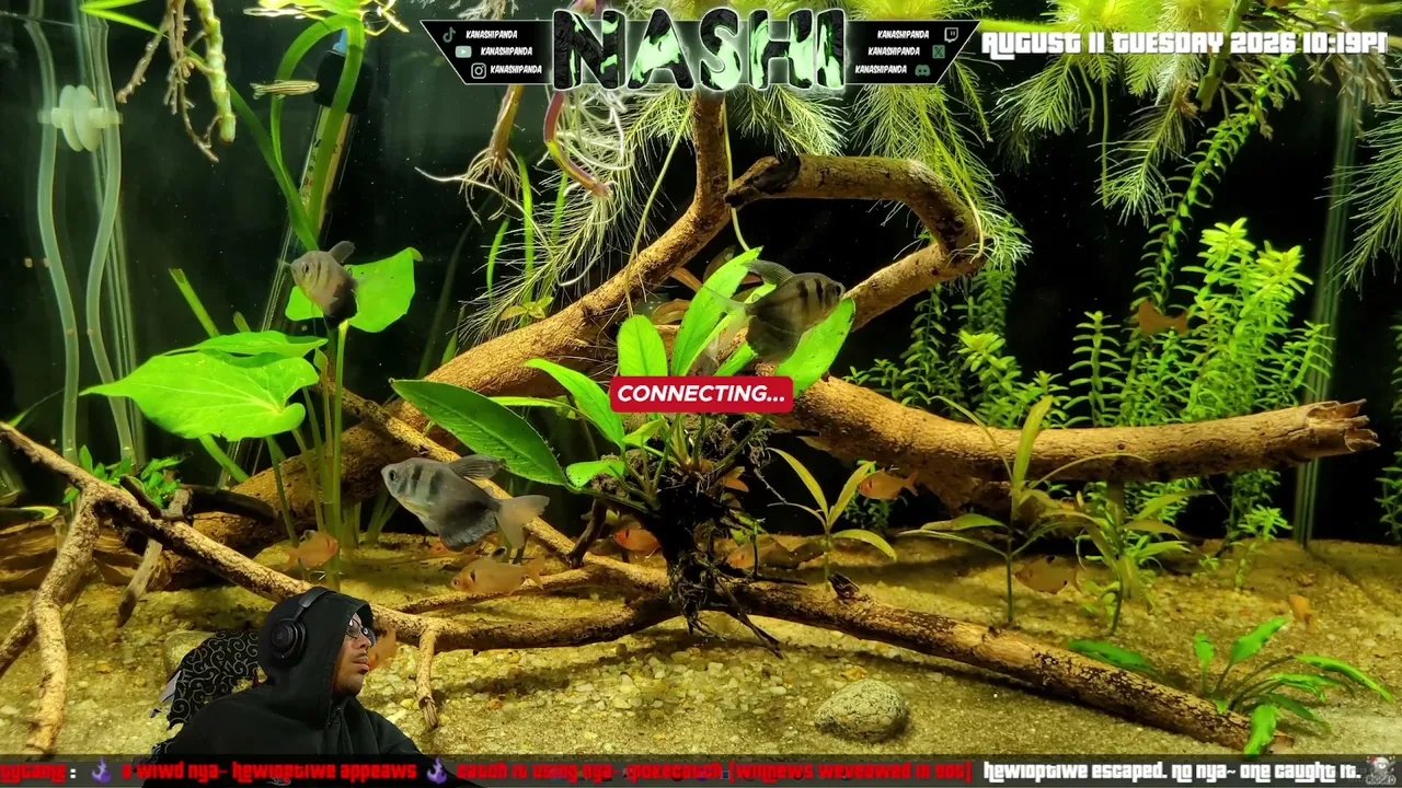 🐼🎋No Plan, Just Vibes | Variety Stream